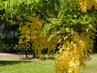 güzel sarı wisteria çiçekler