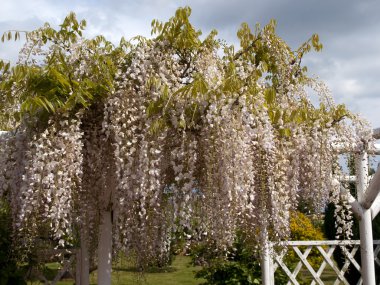 Beautiful white wisteria flowers clipart