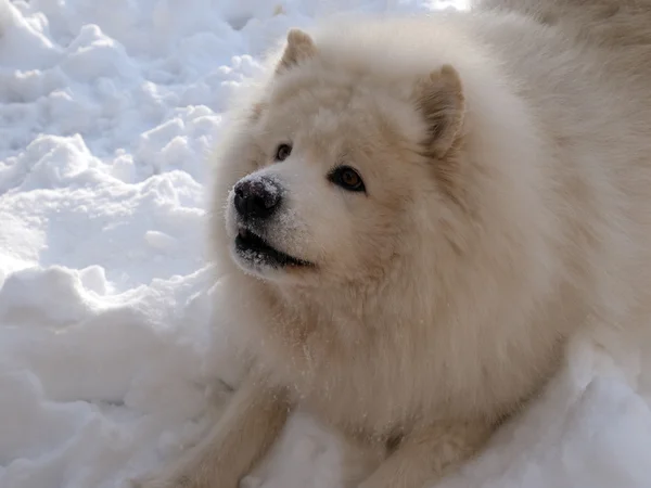 stock image Samoyed dog play in the snow