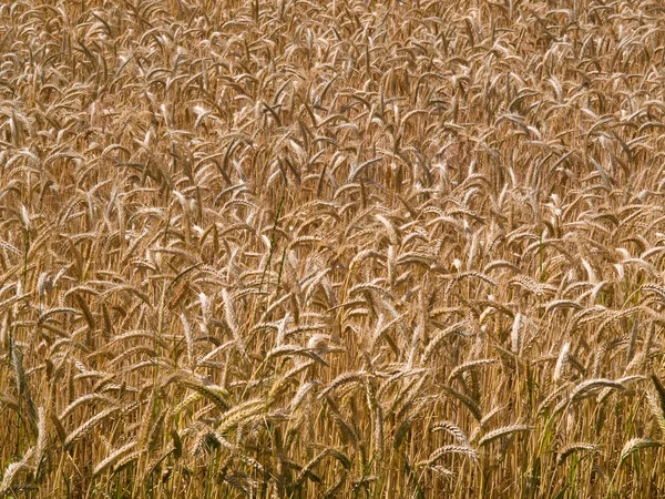 Campo de grãos de trigo fundo de verão — Fotografia de Stock