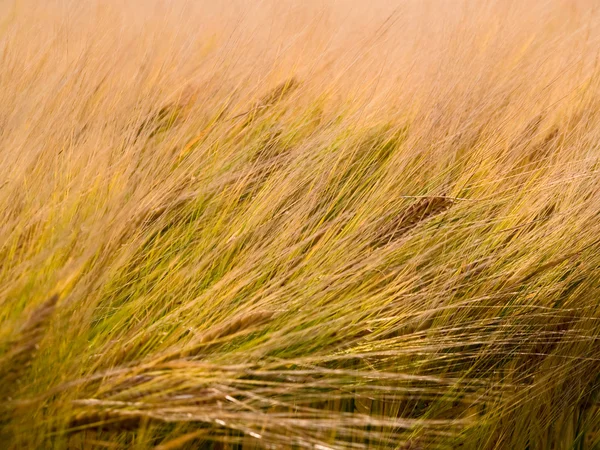 Graan tarweveld in de wind — Stockfoto