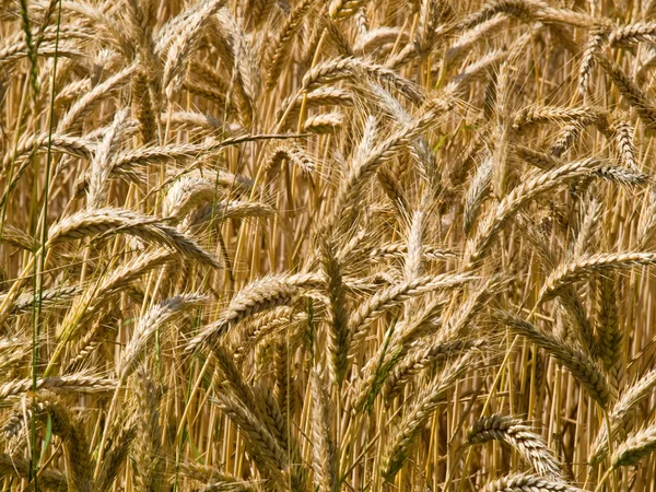 Golden ripe wheat grain — Stock Photo, Image