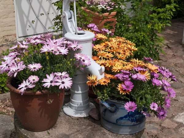 Piękne stokrotki kwiaty w ogrodzie — Zdjęcie stockowe