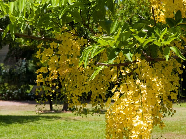 Schöne gelbe Glyzinien-Blüten — Stockfoto