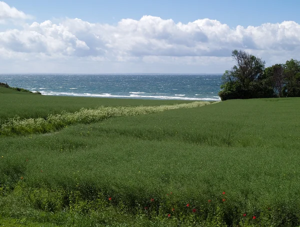 Spring summer green field sea backround — Stock Photo, Image
