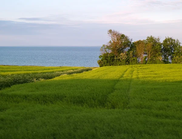 Sommaren gröna fältet havet bakrund — Stockfoto