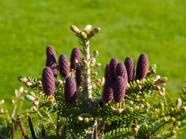 Julgran kottar på gren med blad — Stockfoto