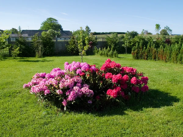 Blommor hörn i en trädgård — Stockfoto