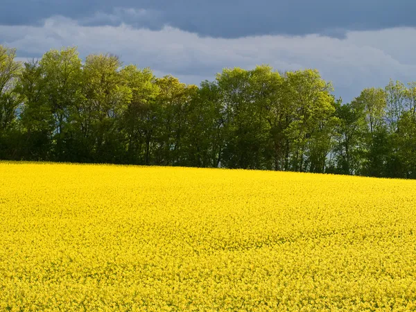 Blühendes gelbes Rapsfeld — Stockfoto