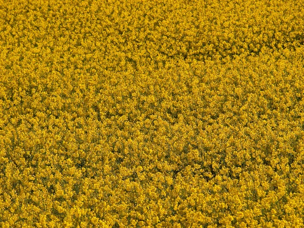 Campo de violación amarillo floreciente — Foto de Stock