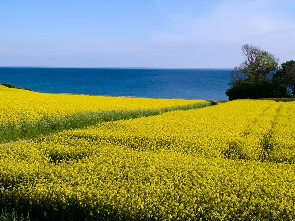 Campo de colza amarelo florescente - futuro limpo — Fotografia de Stock