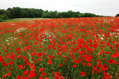 Field of poppies poppy flowers clipart