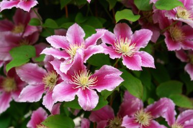 Beautiful pink purple clematis clipart