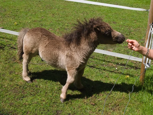 Carino cavallo pony — Foto Stock