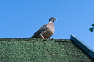 City pigeon on a roof clipart