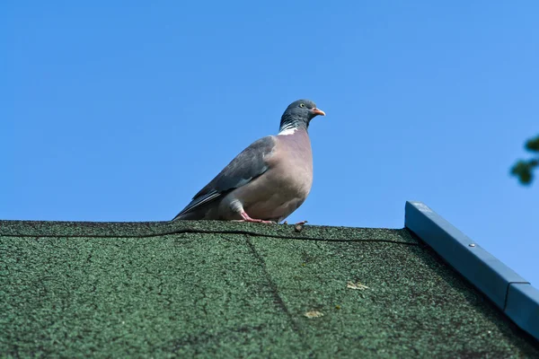 City pigeon on a roof — Stock Photo, Image