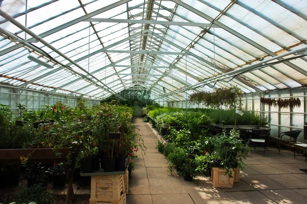 Inside a greenhouse full of plants and flowers — Stock Photo, Image