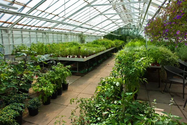 Dentro de un invernadero lleno de plantas y flores — Foto de Stock