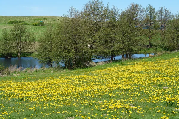 Lindo campo lago primavera verão paisagem — Fotografia de Stock