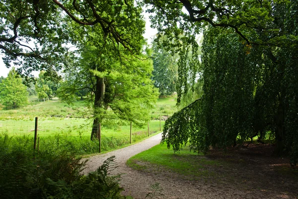 Mooie voetpad in zomer groen bos — Stockfoto