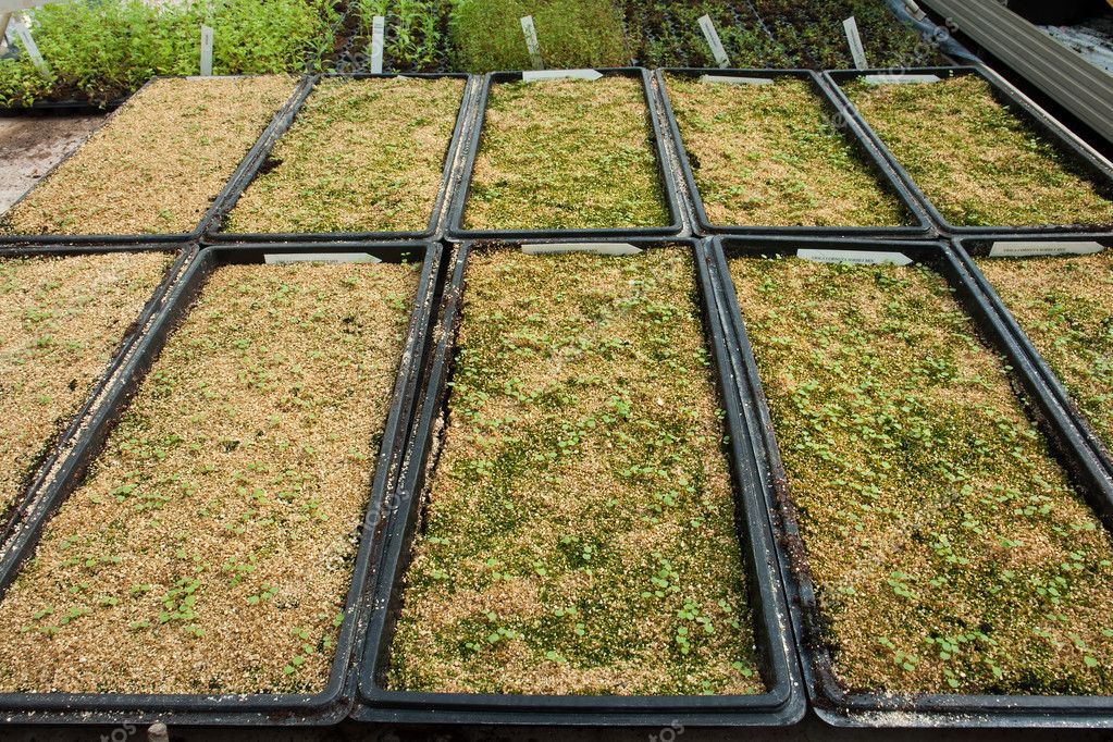 ropa de cama de vasijas en un invernadero — Fotos de Stock © ronyzmbow