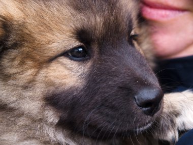 portre içinde köpek yavrusu