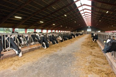 Modern farm cowshed with cows clipart