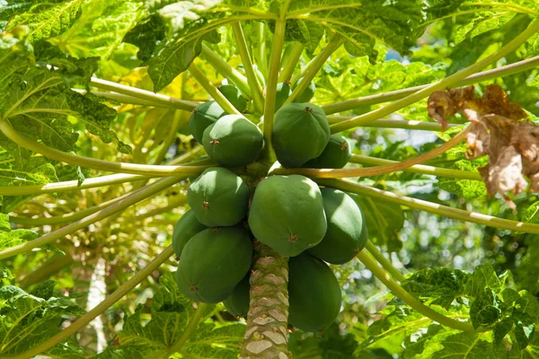 stock image Carica papaya pawpaw fruit tree