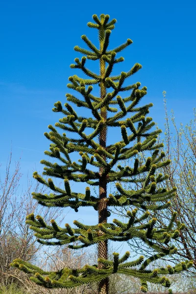 新鮮な松の木 — ストック写真