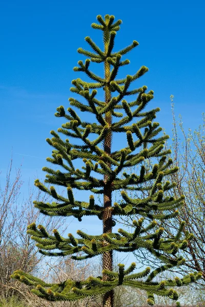 Färska tall träd — Stockfoto