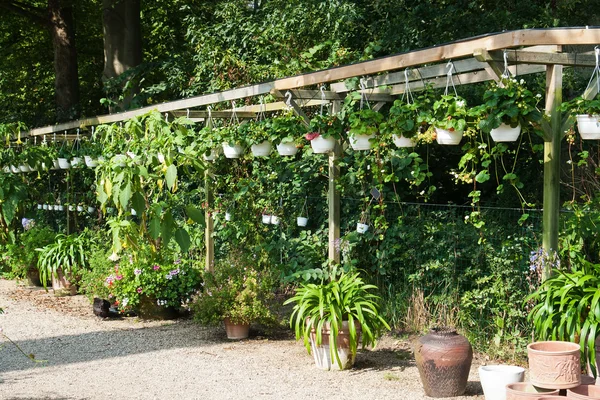 Fila de plantas jóvenes en maceta en un invernadero —  Fotos de Stock