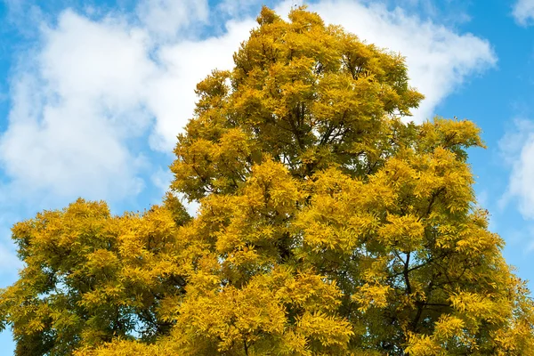 Gökyüzü arka plan ile sonbahar ağacı — Stok fotoğraf