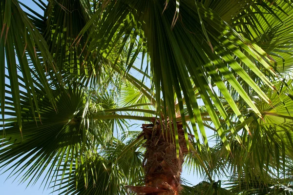 绿色棕榈树背景 — 图库照片