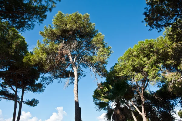 背の高い松の木の自然の背景 — ストック写真