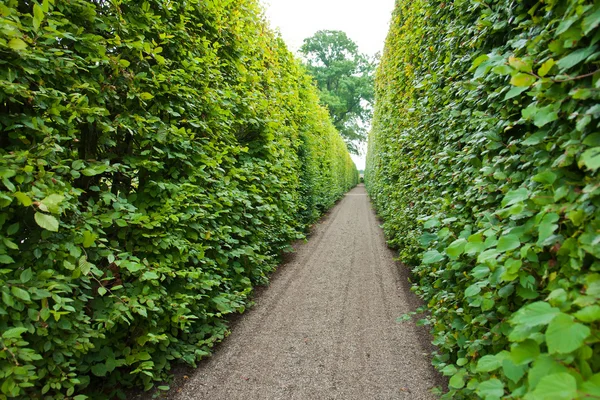 Footpath in a garden — Stock Photo, Image