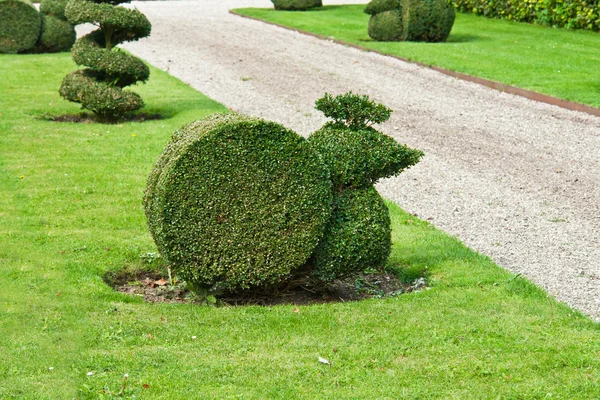 Dekorativa snittet av buskar i en trädgård — Stockfoto