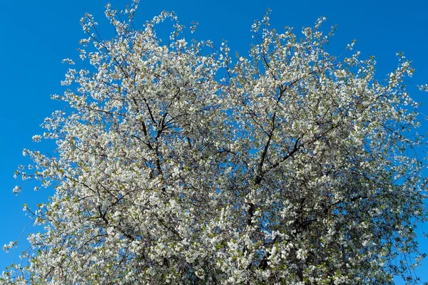 stock image Cherry blossom in the spring