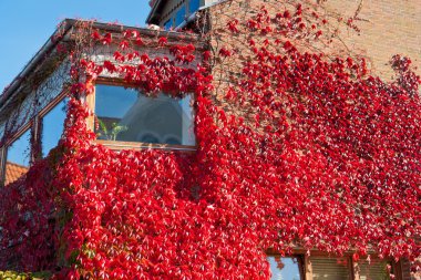 Wall of a house with covered with red ivy clipart