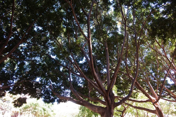Tropikalne drzewa Ficus — Zdjęcie stockowe
