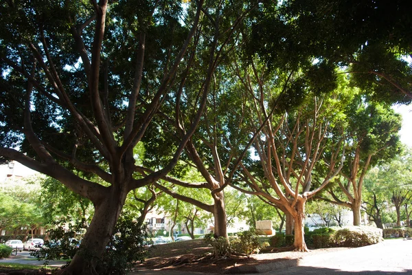Ficus tropischer Baum — Stockfoto