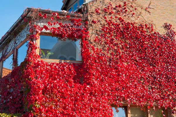 stock image Wall of a house with covered with red ivy