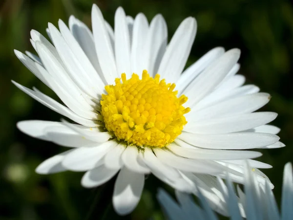 Linda flor Daisy branca vibrante — Fotografia de Stock