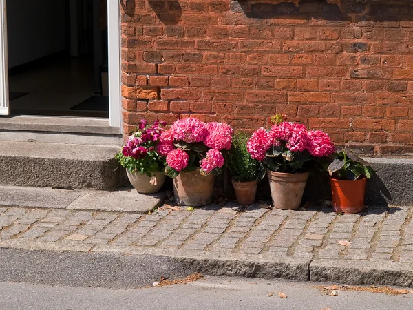 Bunte Blumentöpfe vor einem Haus — Stockfoto