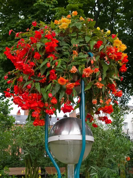 Poteau avec pot de fleurs — Photo