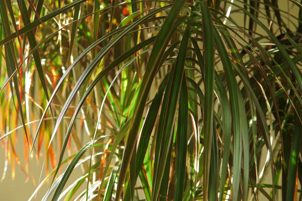 stock image Home plant Dracaena marginata