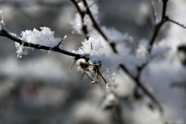 Detail of snow covered branch — Stock Photo, Image