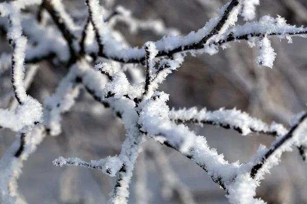 Detail of snow covered branch — Stock Photo, Image