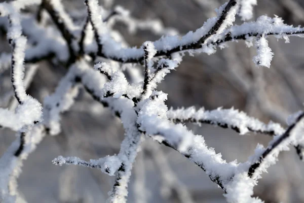 stock image Detail of snow covered branch