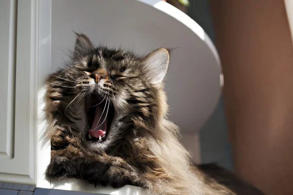 Portret kota syberyjskiego — Zdjęcie stockowe