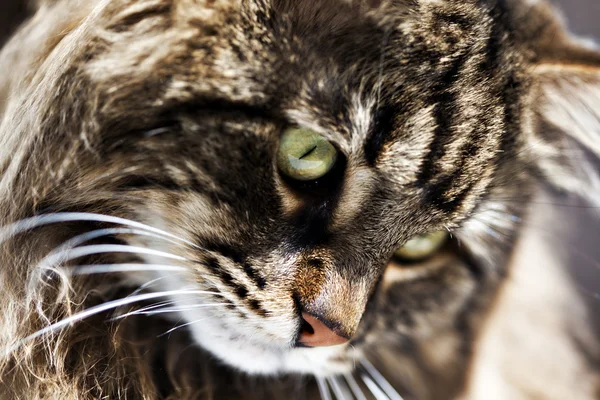 Porträtt av sibirisk katt — Stockfoto